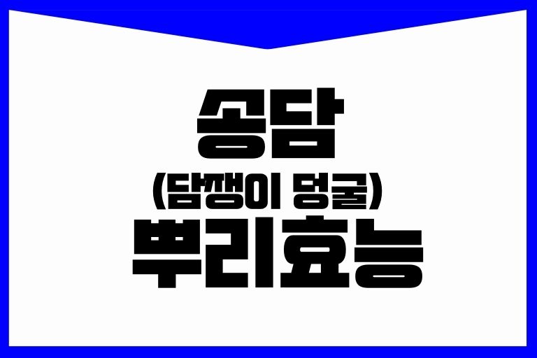 송담 뿌리 효능 먹는법 송담차 송담주 주의사항
